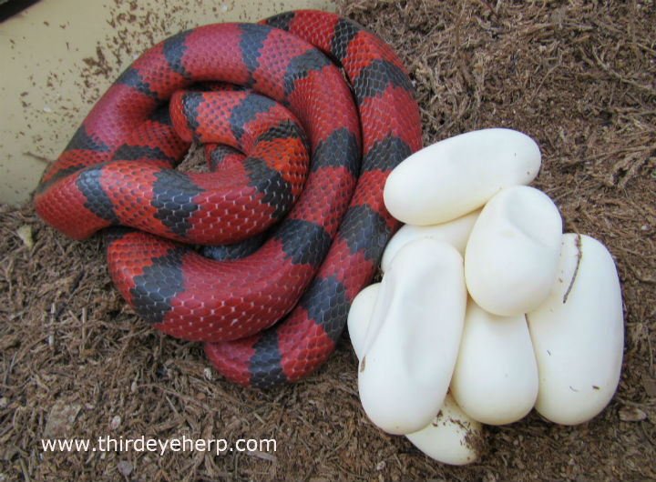 Honduran Milk Snake